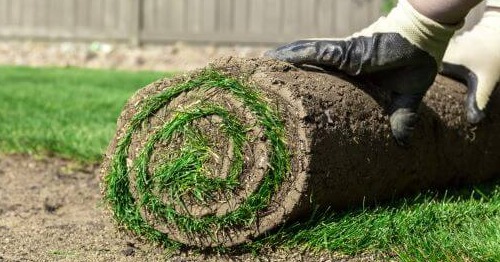 Rolling over sod